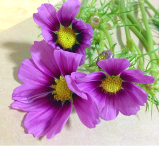 f:id:sigretan:20130903223230j:plain f:id:sigretan:20130903223230j:plain