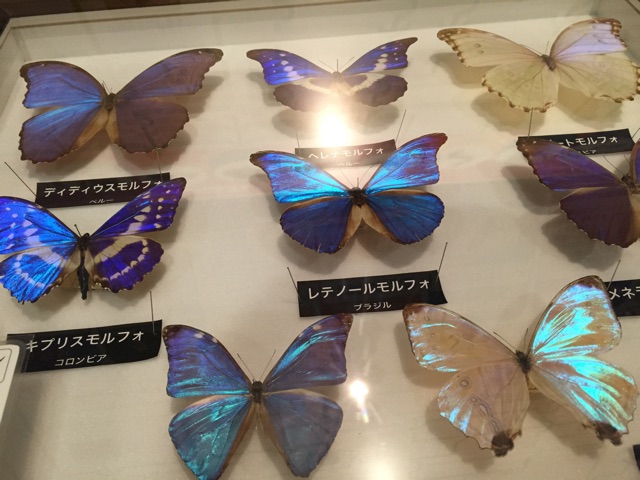 f:id:sigxx:20150301210101j:plain f:id:sigxx:20150301210101j:plain