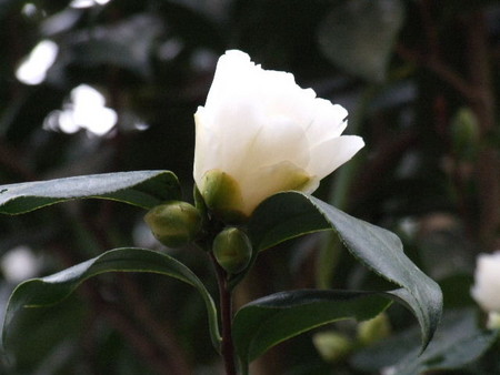 f:id:sikihuukei:20070222194844j:image f:id:sikihuukei:20070222194844j:image
