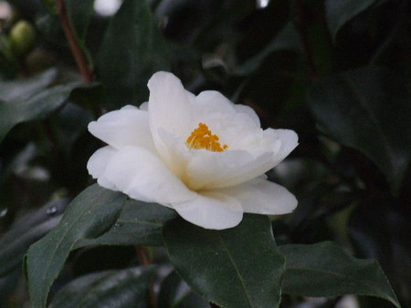 f:id:sikihuukei:20070222194948j:image f:id:sikihuukei:20070222194948j:image