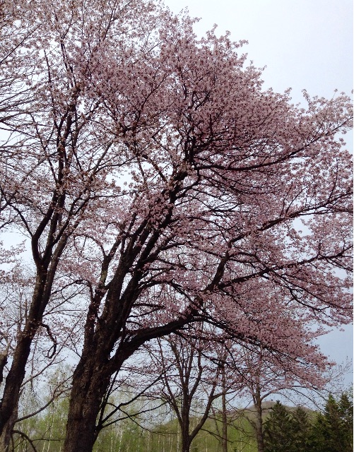 f:id:sikinari:20150503204158j:image f:id:sikinari:20150503204158j:image