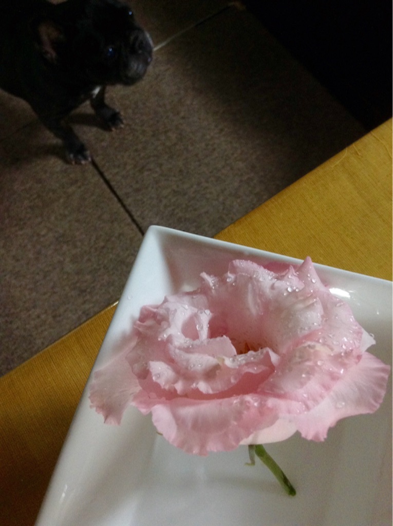 f:id:sikinari:20150722132658j:image f:id:sikinari:20150722132658j:image
