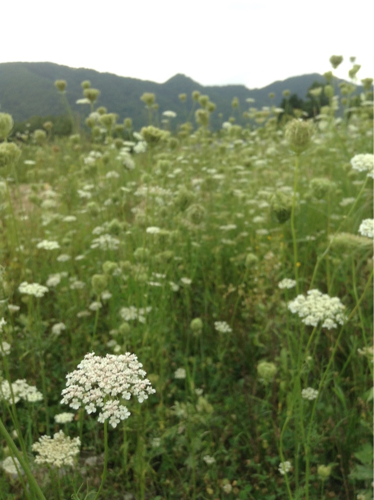f:id:sikinari:20150816201631j:image f:id:sikinari:20150816201631j:image