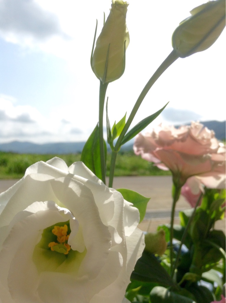 f:id:sikinari:20150822200854j:image f:id:sikinari:20150822200854j:image