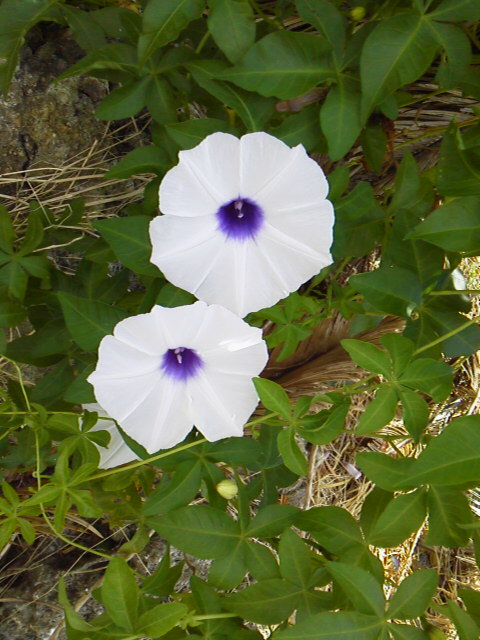 f:id:sikisaiblog:20150615184235j:plain f:id:sikisaiblog:20150615184235j:plain