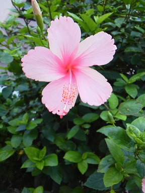 f:id:sikisaiblog:20150616145133j:plain f:id:sikisaiblog:20150616145133j:plain