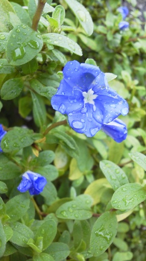 f:id:sikisaiblog:20150629132804j:plain f:id:sikisaiblog:20150629132804j:plain