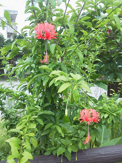 f:id:sikisaiblog:20150723205957j:plain f:id:sikisaiblog:20150723205957j:plain