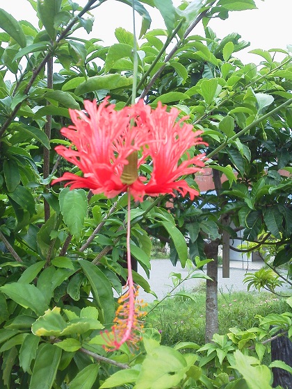 f:id:sikisaiblog:20150723210206j:plain f:id:sikisaiblog:20150723210206j:plain