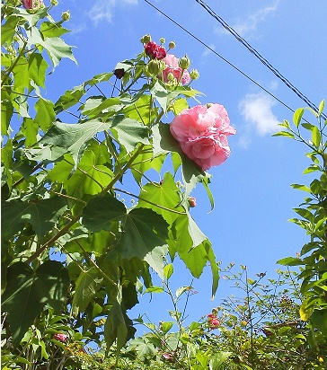 f:id:sikisaiblog:20151007134013j:plain f:id:sikisaiblog:20151007134013j:plain