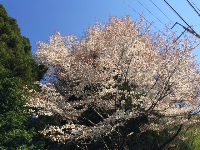 f:id:silane:20150429232845j:plain f:id:silane:20150429232845j:plain