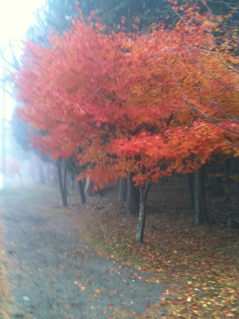 f:id:simplenclean:20151128113001j:image f:id:simplenclean:20151128113001j:image