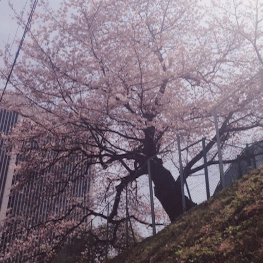 f:id:simplenclean:20160405095341j:image f:id:simplenclean:20160405095341j:image