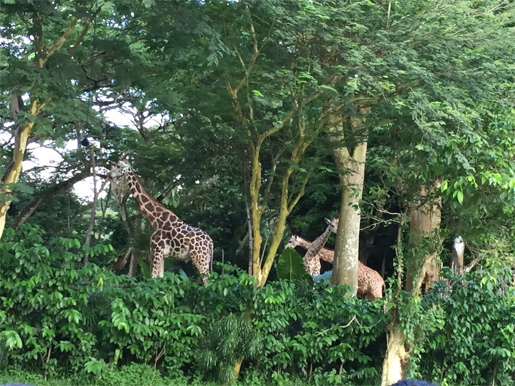 f:id:singaporeliving:20151203170139j:image f:id:singaporeliving:20151203170139j:image