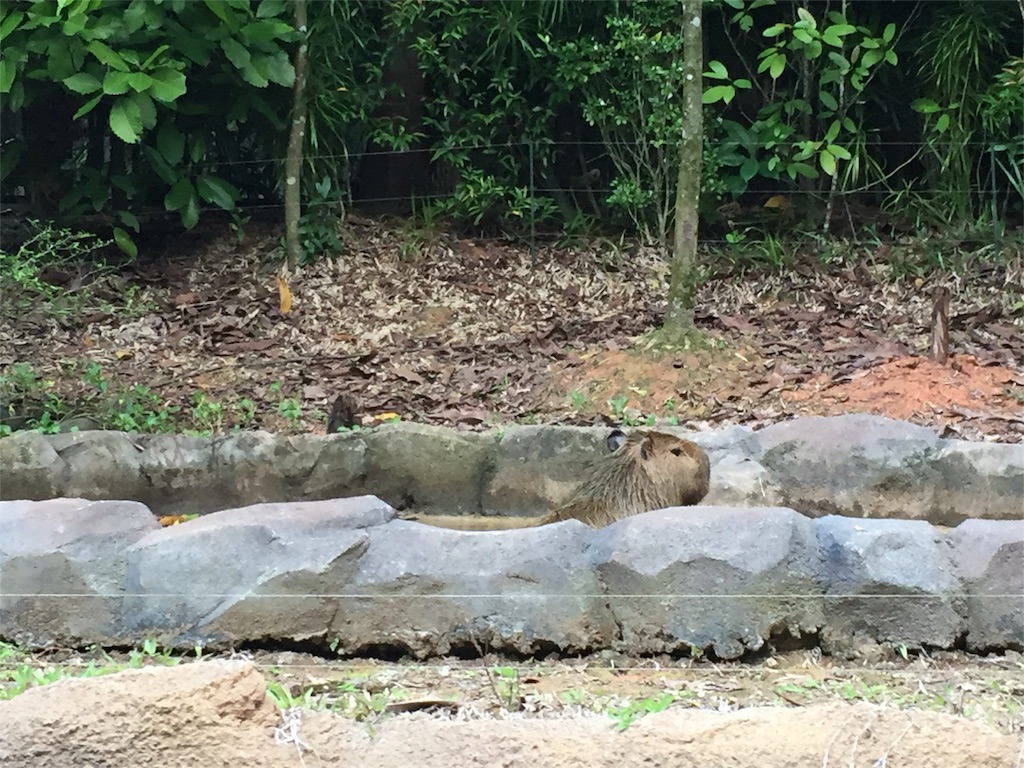 f:id:singaporeliving:20151203171123j:image f:id:singaporeliving:20151203171123j:image