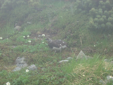 f:id:single779:20140715204048j:image