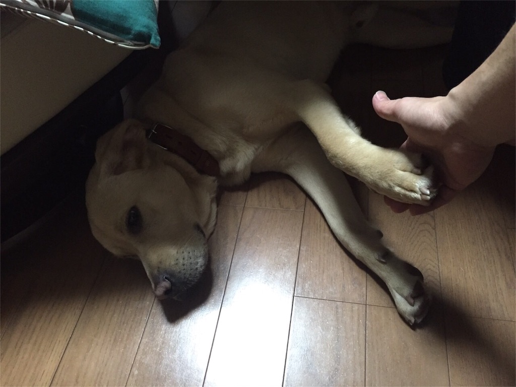 f:id:sinnmaipapa:20160223193017j:image f:id:sinnmaipapa:20160223193017j:image