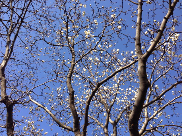 f:id:sirakawakisimenn320:20130316090703j:plain f:id:sirakawakisimenn320:20130316090703j:plain