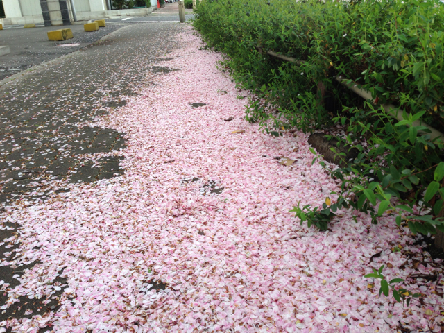 f:id:sirakawakisimenn320:20130407103505j:plain f:id:sirakawakisimenn320:20130407103505j:plain