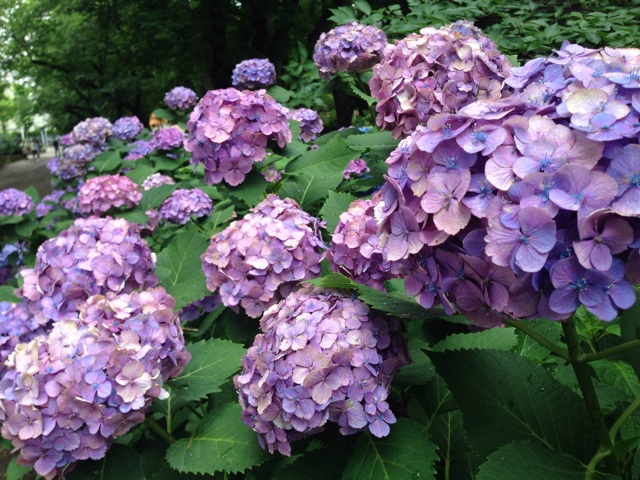 f:id:sirakawakisimenn320:20140622161112j:plain f:id:sirakawakisimenn320:20140622161112j:plain