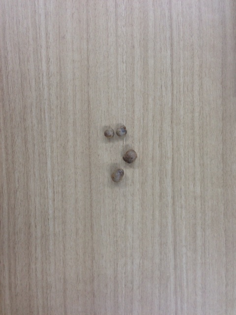 f:id:sirakawakisimenn320:20140804225725j:plain f:id:sirakawakisimenn320:20140804225725j:plain