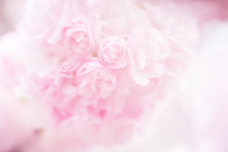 f:id:sirayuki-seitai:20150514140339j:plain f:id:sirayuki-seitai:20150514140339j:plain