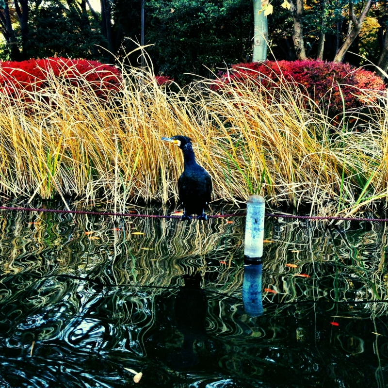 f:id:sixx-nine:20150529212755j:plain