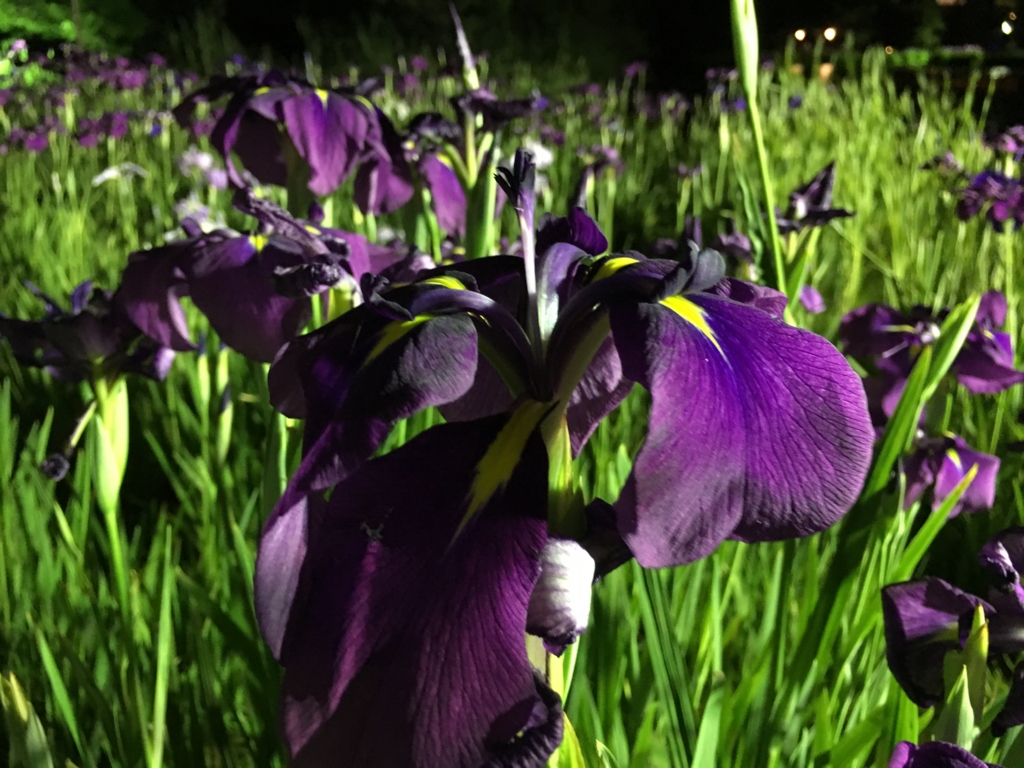 f:id:sky-taiyou:20160604201412j:plain f:id:sky-taiyou:20160604201412j:plain