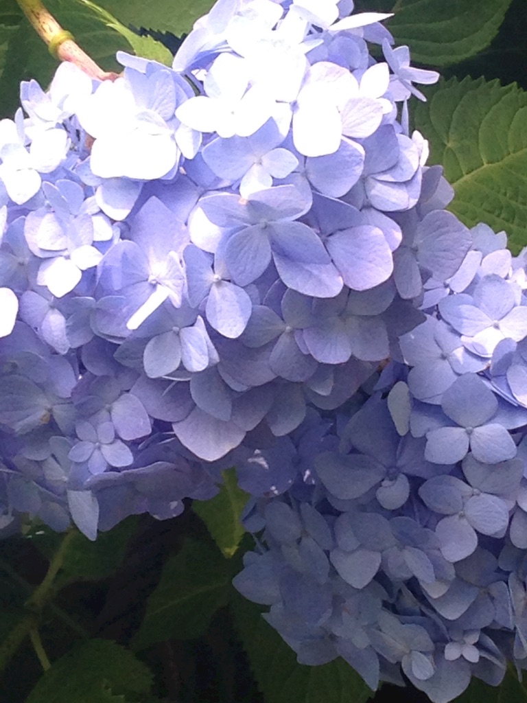 f:id:skyblue555:20160607222613j:image f:id:skyblue555:20160607222613j:image
