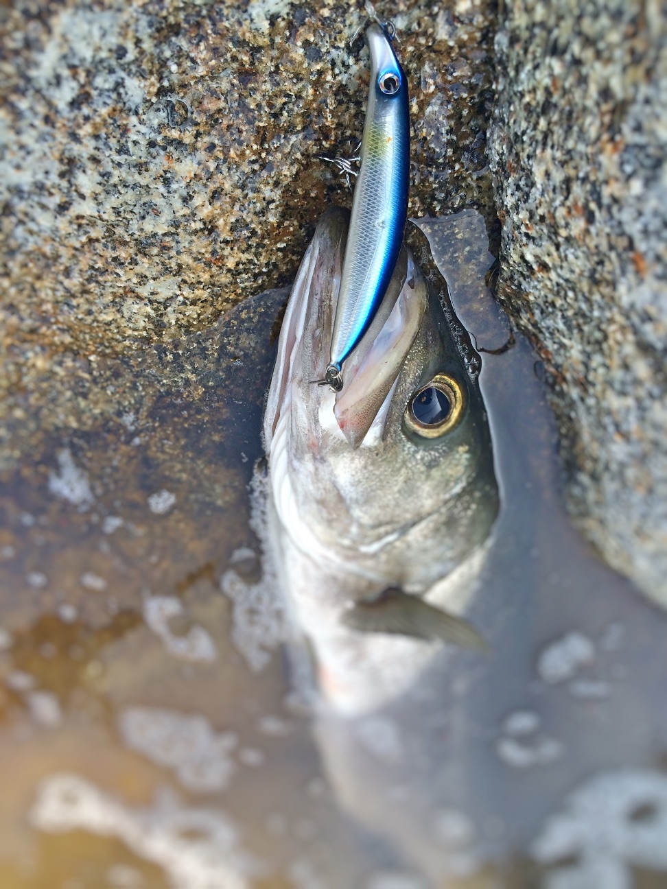 f:id:slackfish:20150701231647j:image f:id:slackfish:20150701231647j:image