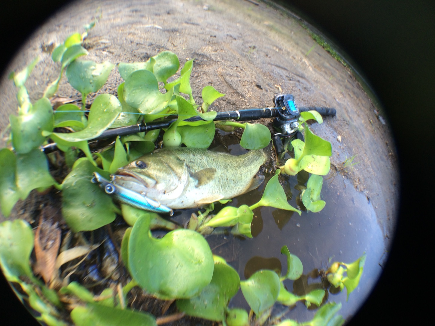 f:id:slackfish:20150823214338j:image f:id:slackfish:20150823214338j:image