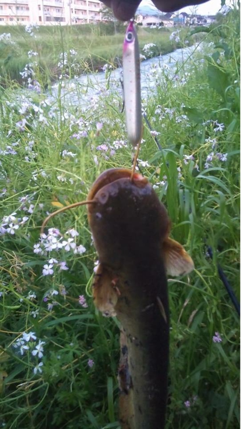 f:id:slackfish:20150910204612j:image f:id:slackfish:20150910204612j:image