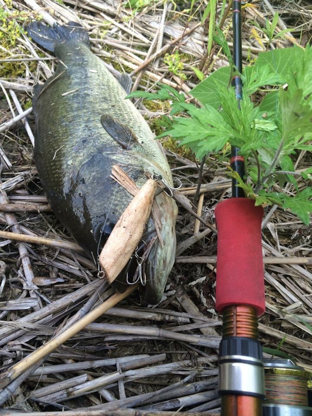 f:id:slackfish:20150910210620j:image f:id:slackfish:20150910210620j:image