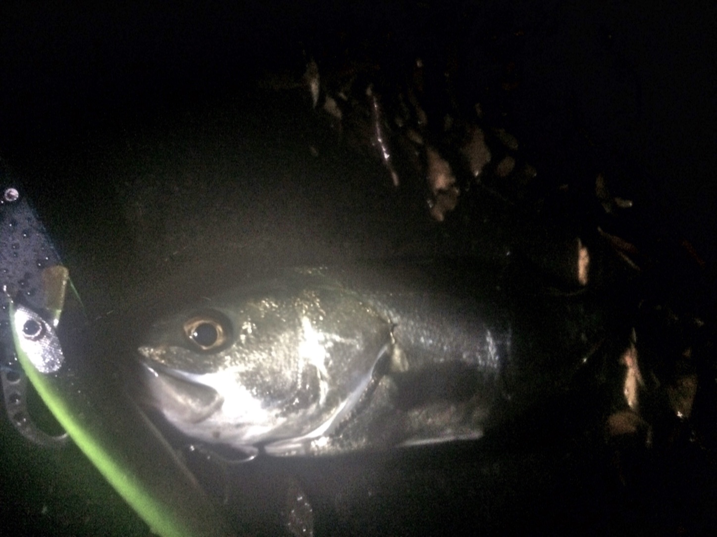 f:id:slackfish:20150918231950j:image f:id:slackfish:20150918231950j:image