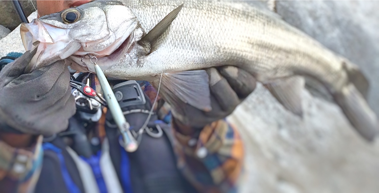 f:id:slackfish:20151101182739j:image f:id:slackfish:20151101182739j:image
