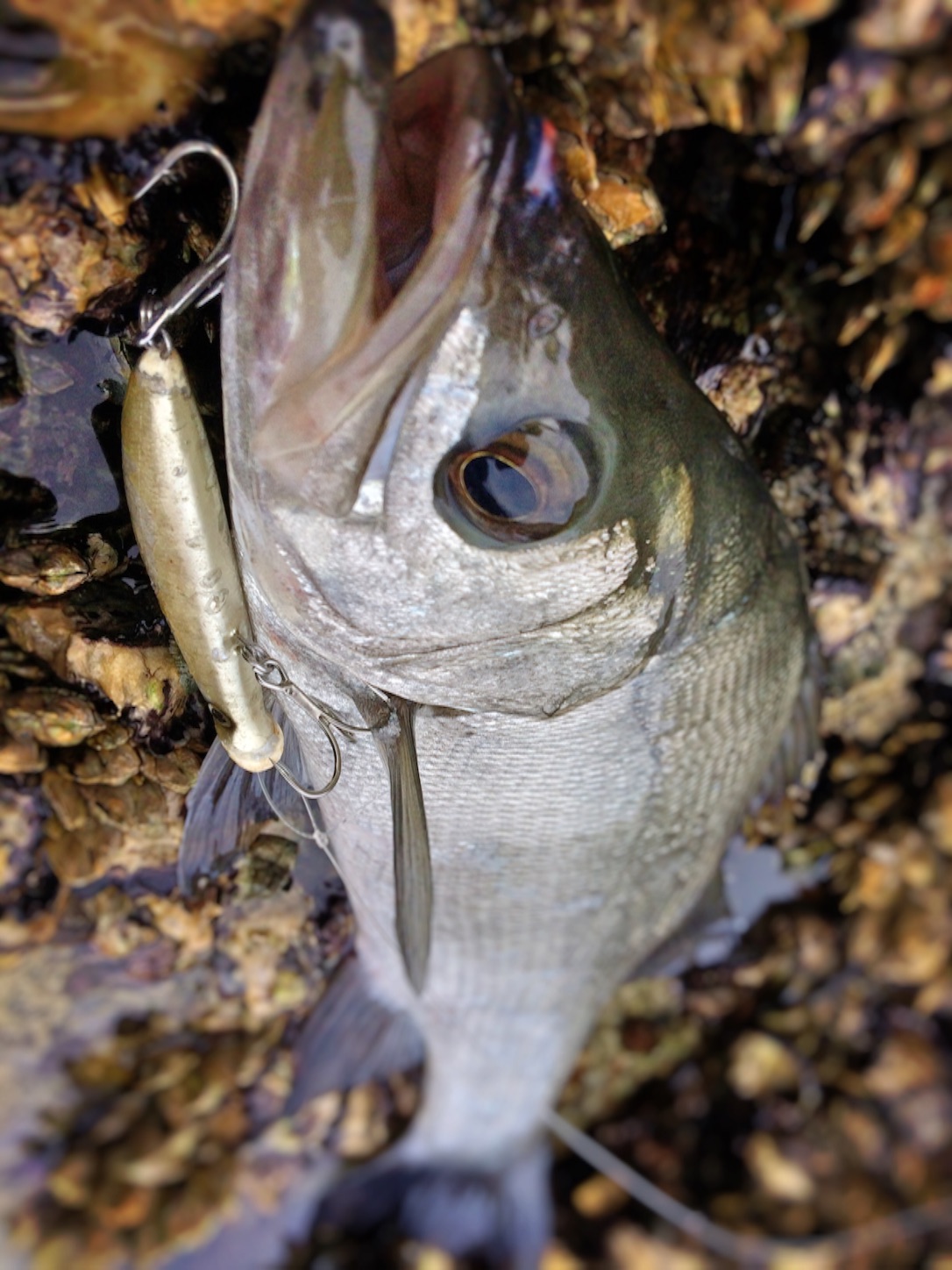 f:id:slackfish:20151101183436j:image f:id:slackfish:20151101183436j:image