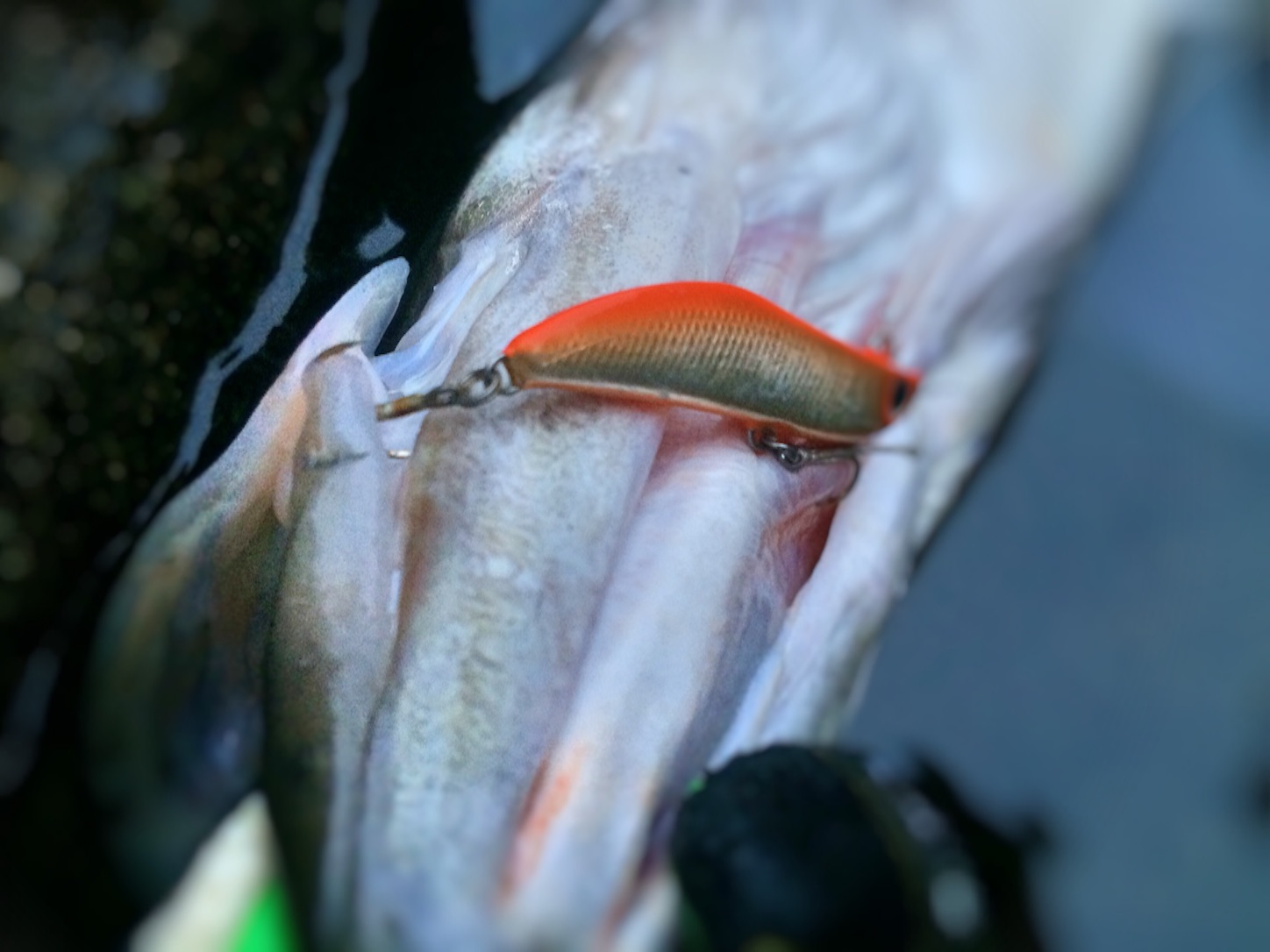 f:id:slackfish:20151122190228j:image f:id:slackfish:20151122190228j:image