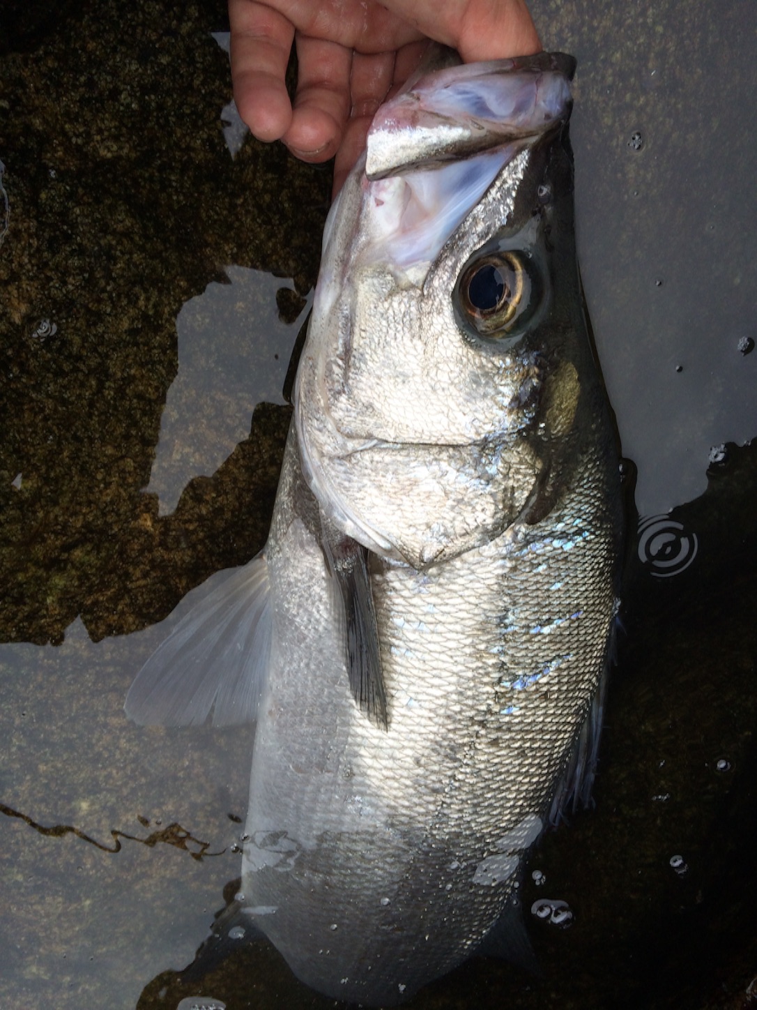 f:id:slackfish:20151122190741j:image f:id:slackfish:20151122190741j:image