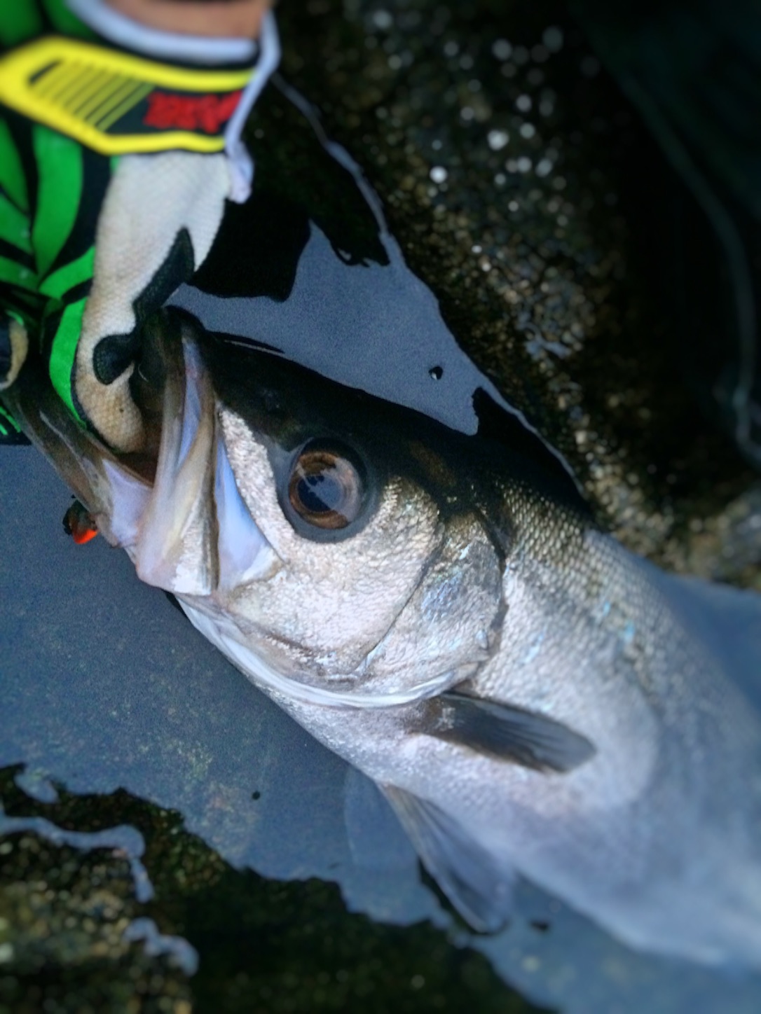 f:id:slackfish:20151122190808j:image f:id:slackfish:20151122190808j:image