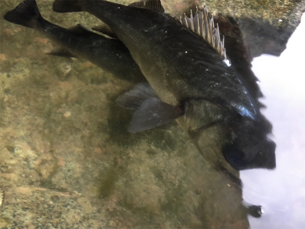 f:id:slackfish:20160117234535j:image f:id:slackfish:20160117234535j:image