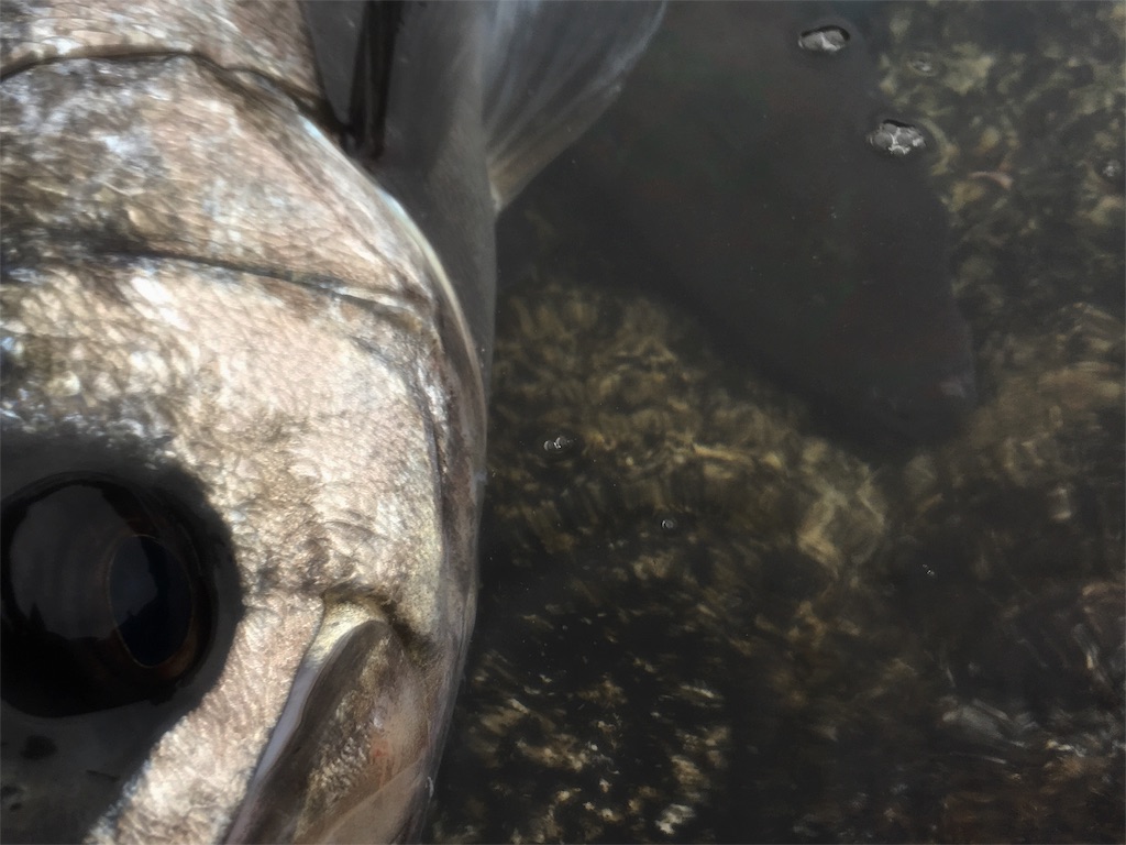 f:id:slackfish:20160117235724j:image f:id:slackfish:20160117235724j:image