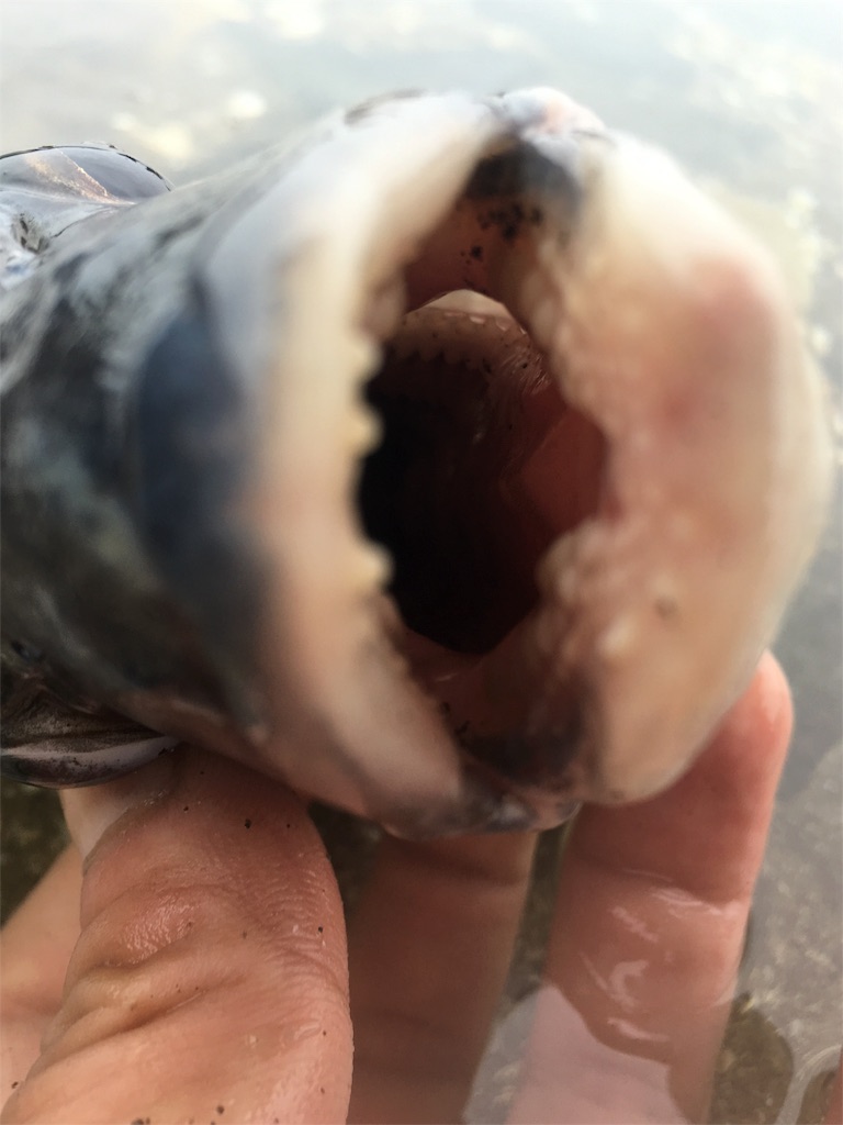 f:id:slackfish:20160529234125j:image f:id:slackfish:20160529234125j:image