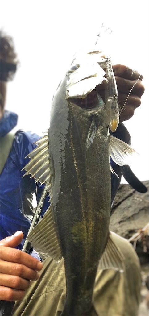 f:id:slackfish:20160529234309j:image f:id:slackfish:20160529234309j:image