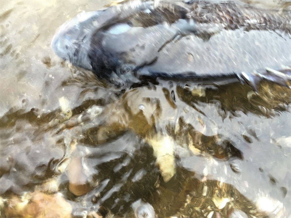 f:id:slackfish:20160529234844j:image f:id:slackfish:20160529234844j:image