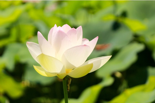 f:id:sm0mo:20150712164517j:image f:id:sm0mo:20150712164517j:image