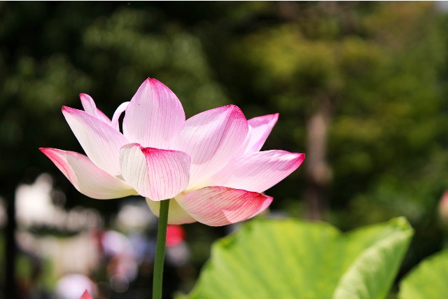 f:id:sm0mo:20150712164532j:image f:id:sm0mo:20150712164532j:image