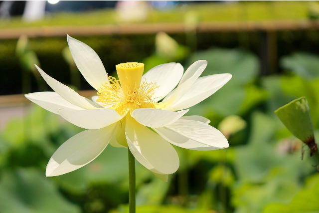 f:id:sm0mo:20150712164602j:image f:id:sm0mo:20150712164602j:image