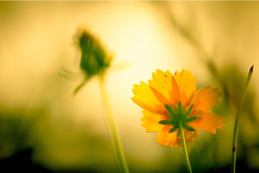 f:id:sm0mo:20150728235551j:image f:id:sm0mo:20150728235551j:image