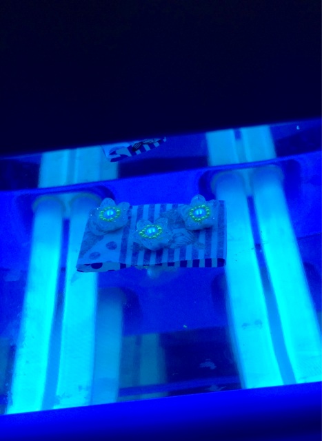 f:id:smallpalace:20150408093757j:plain f:id:smallpalace:20150408093757j:plain