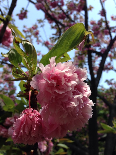 f:id:smallpalace:20150426210605j:plain f:id:smallpalace:20150426210605j:plain